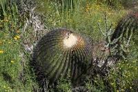 pa_1299_echinocactus_platyacanthus.jpg