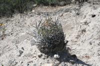 pa_129_echinofossulocactus_erectocentrus.jpg