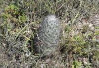 pa_1300_neolloydia_conoidea.jpg