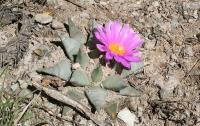 pa_1302_ariocarpus_confusus.jpg