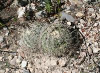 pa_1303_coryphantha_palmeri.jpg