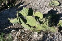 pa_1304_opuntia_sp..jpg