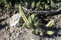 pa_1305_echinocereus_pentalophus.jpg
