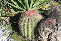 pa_1306_ferocactus_steinesii.jpg