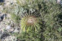 pa_1307_echinocactus_platyacanthus.jpg