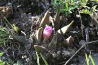 pa_1309_ariocarpus_confusus.jpg