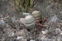 pa_130_echinocereus_pectinatus.jpg