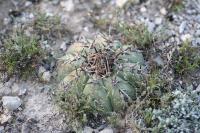 pa_1310_echinocactus_horizonthalonius.jpg