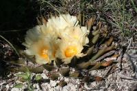 pa_1311_ariocarpus_trigonus.jpg