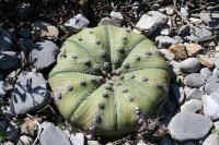 pa_1312_astrophytum_asterias.jpg