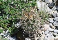 pa_1313_ancistrocactus_scheeri.jpg