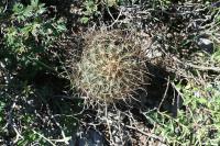 pa_1314_ancistrocactus_scheeri.jpg
