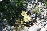 pa_1315_ariocarpus_trigonus.jpg