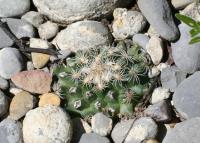 pa_1317_gymnocactus_saueri_var._gonzalezii.jpg