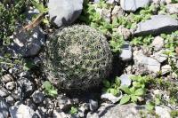 pa_1318_mammillaria_sp..jpg
