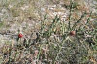 pa_1319_cylindropuntia_leptocaulis.jpg