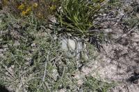 pa_131_mammillaria_candida.jpg