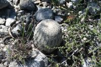 pa_1320_echinocereus_pectinatus.jpg
