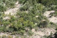 pa_1322_echinocactus_platyacanthus.jpg