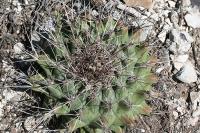 pa_1323_thelocactus_matudae.jpg