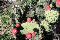 pa_1324_opuntia_stenopetala.jpg