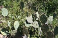 pa_1325_opuntia_sp..jpg