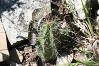 pa_1326_echinocereus_rayonensis.jpg