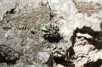 pa_1327_echinocactus_platyacanthus.jpg