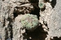 pa_1328_aztekium_ritteri.jpg