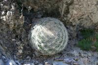 pa_1329_mammillaria_candida.jpg