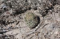 pa_132_coryphantha_glanduligera.jpg