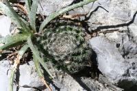 pa_1330_mammillaria_formosa.jpg