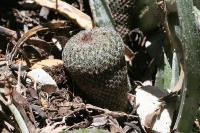pa_1331_epithelantha_micromeris.jpg