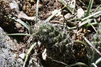 pa_1332_neolloydia_conoidea.jpg