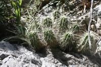 pa_1333_echinocereus_enneacanthus.jpg