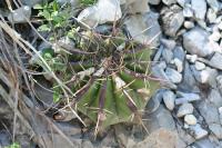 pa_1334_echinocactus_platyacanthus.jpg