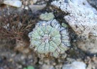 pa_1335_aztekium_ritteri.jpg