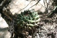 pa_1336_mammillaria_winterae.jpg