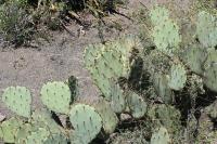 pa_1338_opuntia_sp..jpg