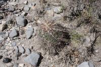 pa_133_thelocactus_bicolor.jpg