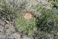 pa_1340_echinocactus_platyacanthus.jpg