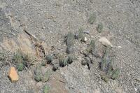 pa_1341_echinocereus_rayonensis.jpg