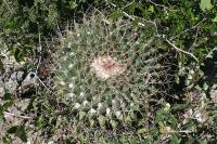 pa_1342_mammillaria_winterae.jpg
