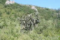 pa_1343_cylindropuntia_imbricata.jpg