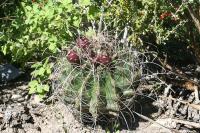 pa_1344_hamatocactus_hamatacanthus.jpg