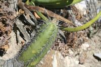 pa_1346_echinocereus_rayonensis.jpg
