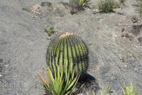 pa_1347_echinocactus_platyacanthus.jpg