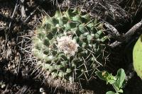 pa_1348_mammillaria_rayonensis.jpg