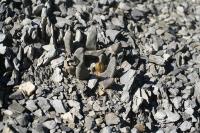 pa_1349_ariocarpus_scapharostrus.jpg