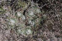 pa_134_mammillaria_formosa.jpg